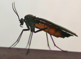 Odontosciara nigra Odontosciara nigra